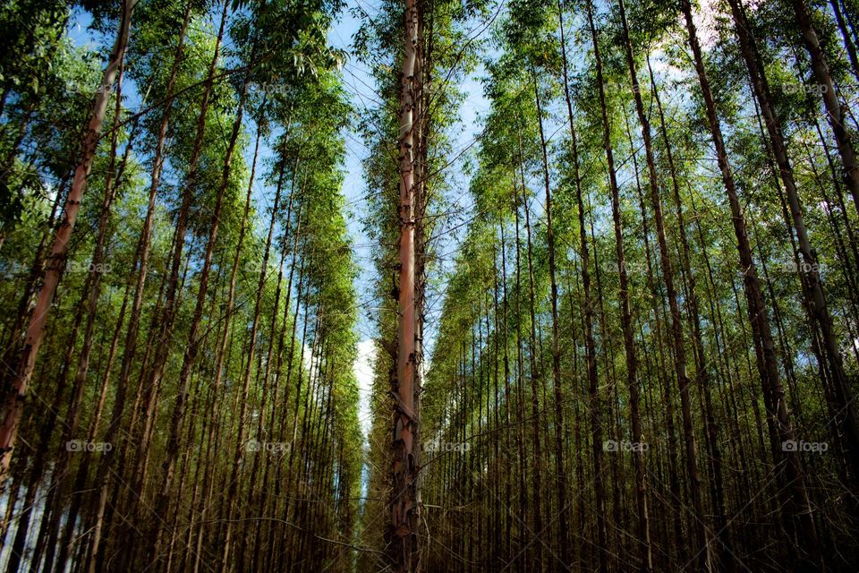 Eucalyptus plantation