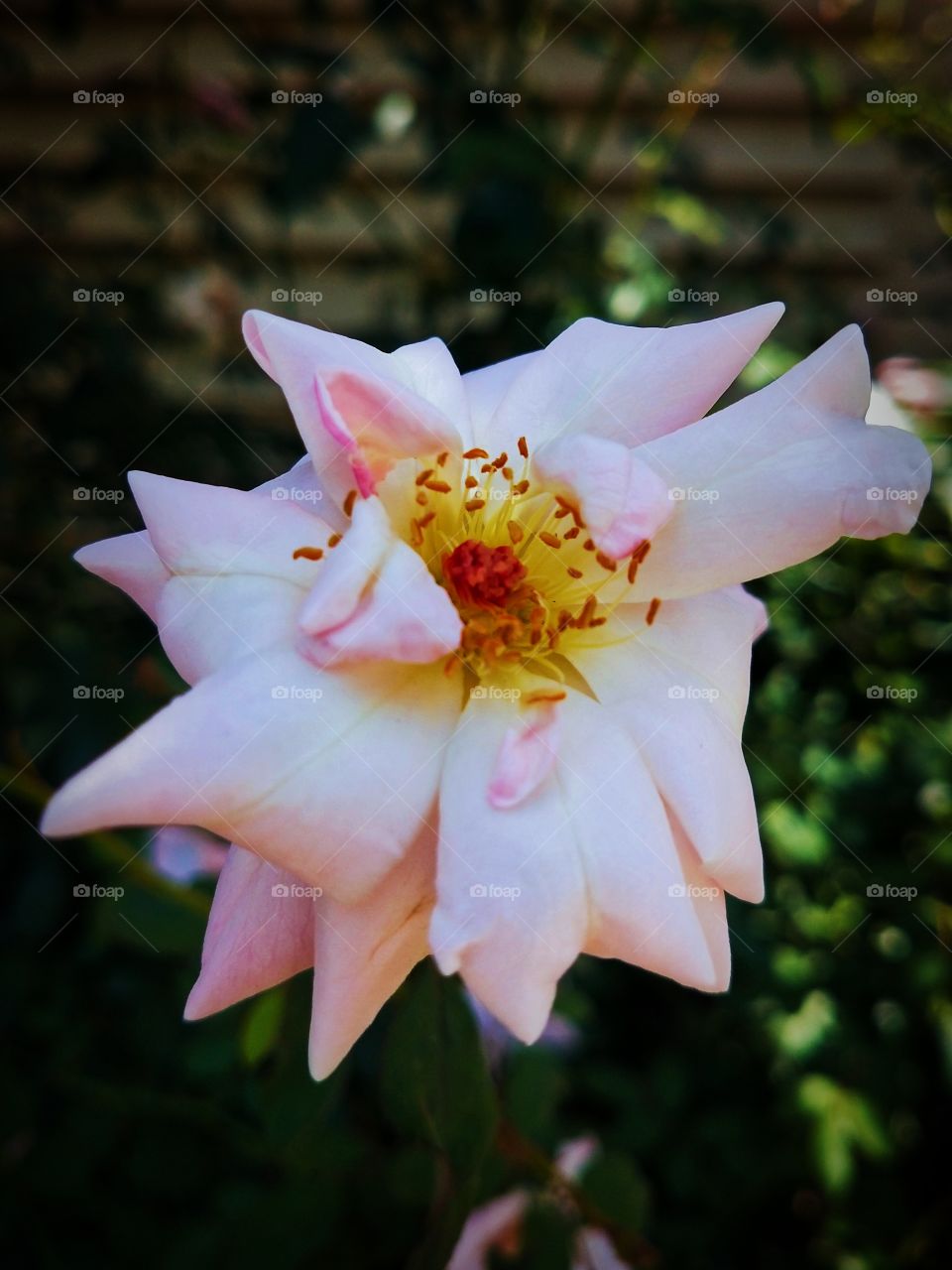 Mesmerizing Beauty of Nature📸White Rose😍