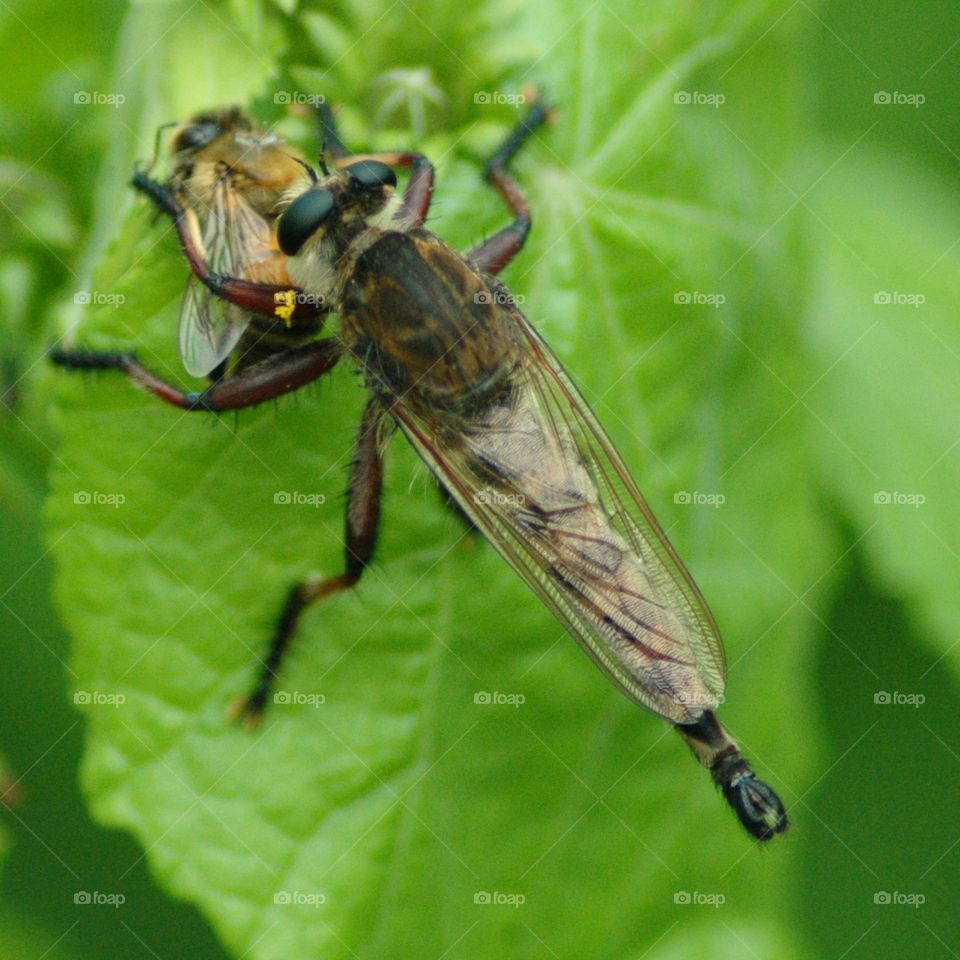 robberfly eating bee