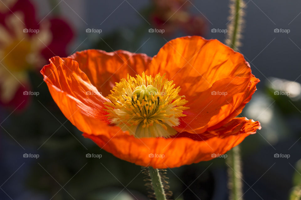 Orange poppy