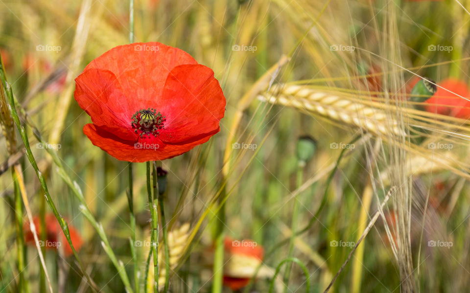 Red poppy in the field