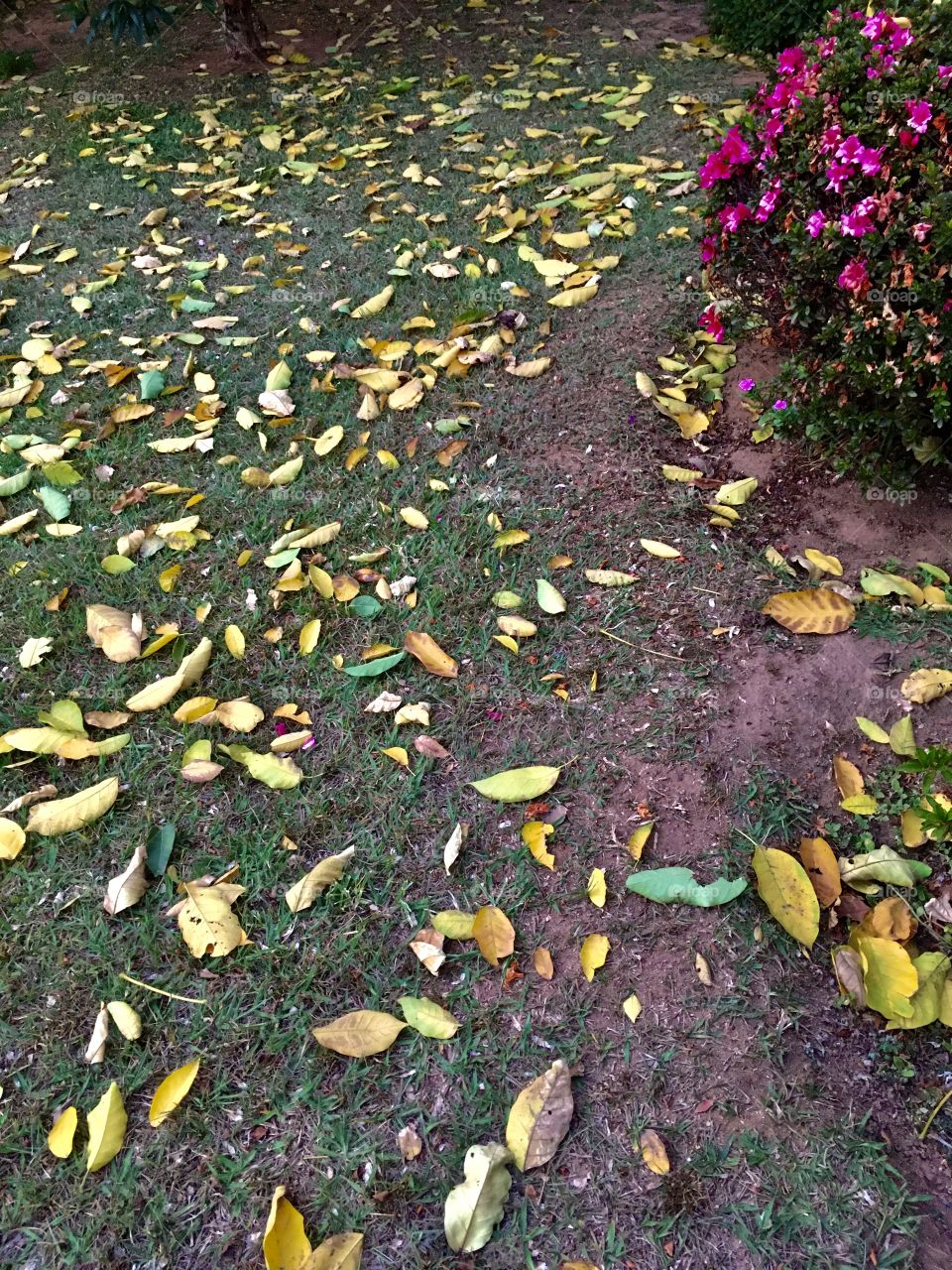 🇺🇸 Autumn is the windy season, which leaves leaves to fall and beautify the ground. Here is an example: live nature! / 🇧🇷 O outono é a estação dos ventos, que faz as folhas caírem e embelezarem o chão. Eis aqui um exemplo: viva a natureza!