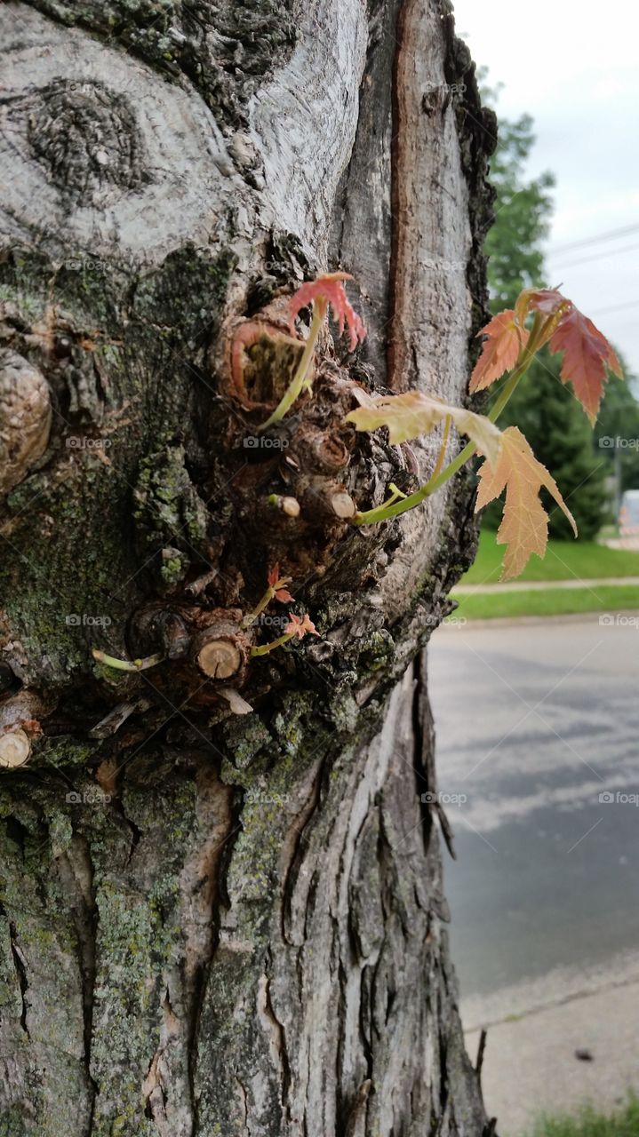 New life for maple tree