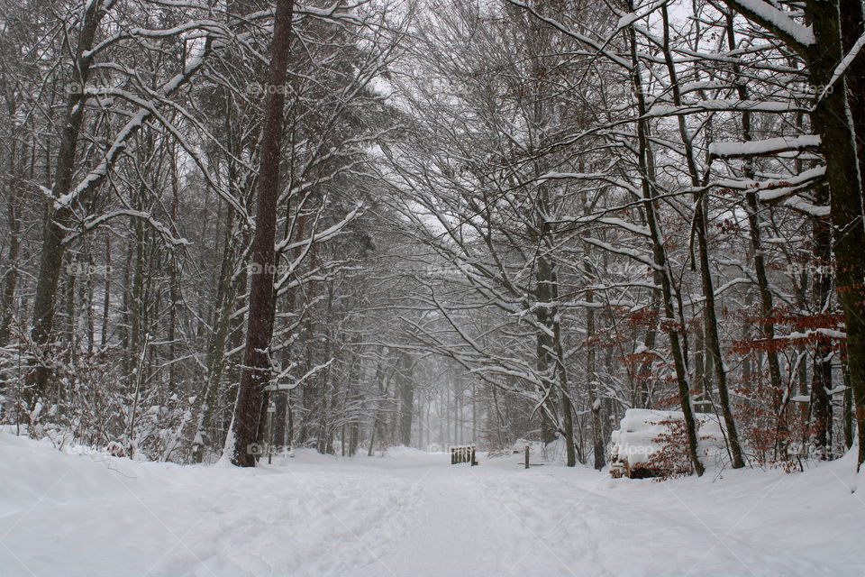 Amazing winter in the forest. A lot of snow covering branches of the trees.