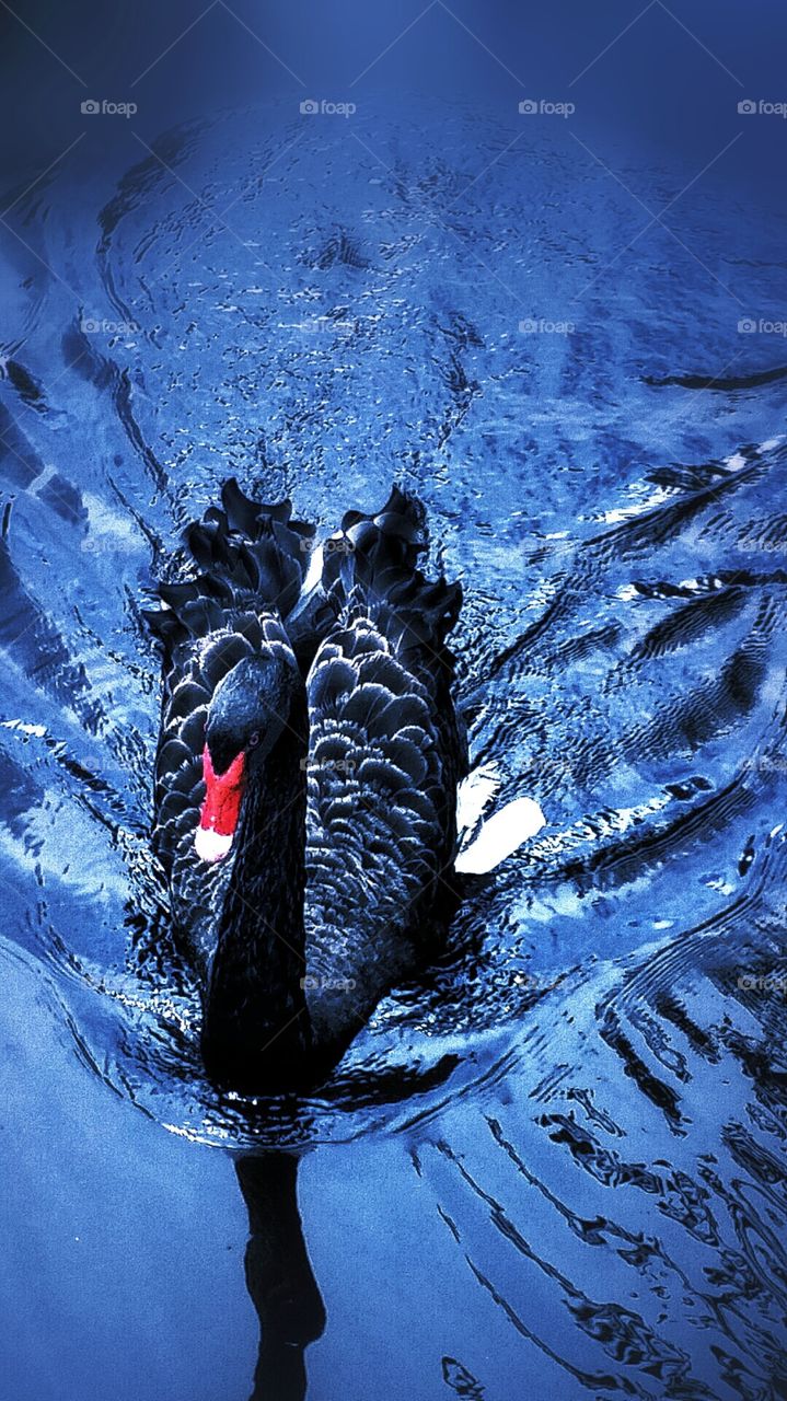 Black Swan and Ripples.