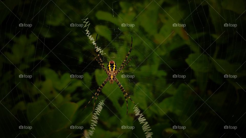 spider