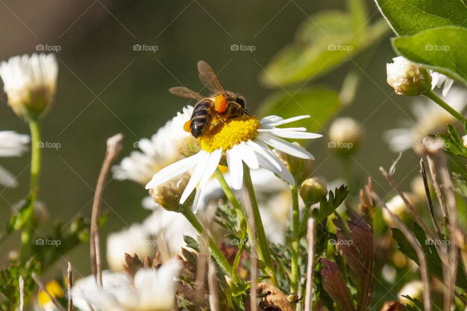wasp on camomile