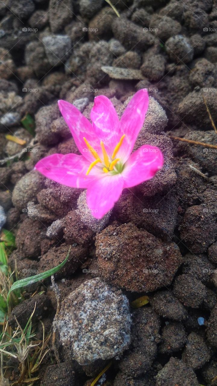 Beautiful flowers among the small stones.
