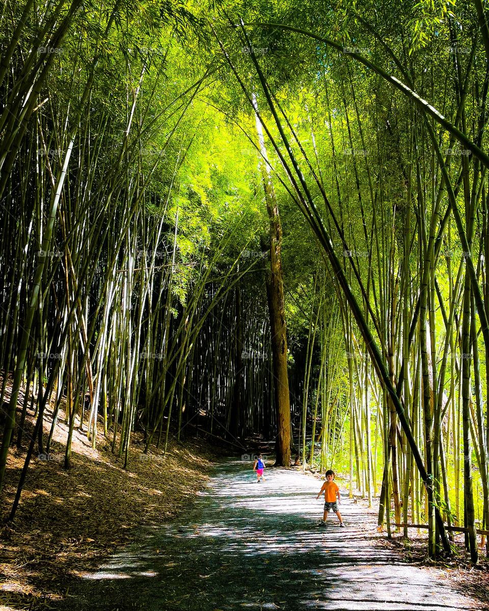 The sun barely breaks through the tops of the bamboo stalks as two children run down the path, highlighting the enormity of the bamboo forest