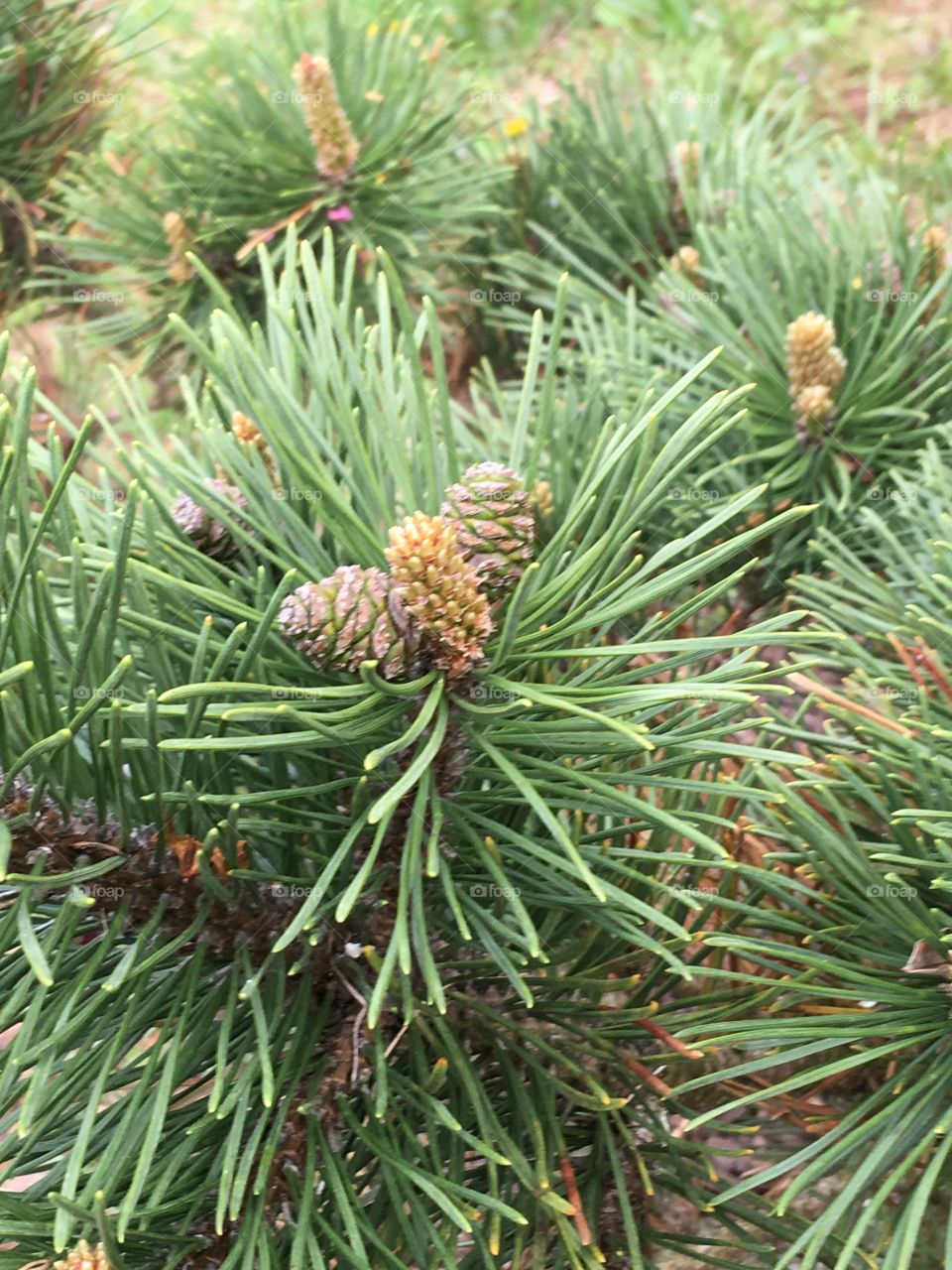 Cutest little pine tree with pine cones