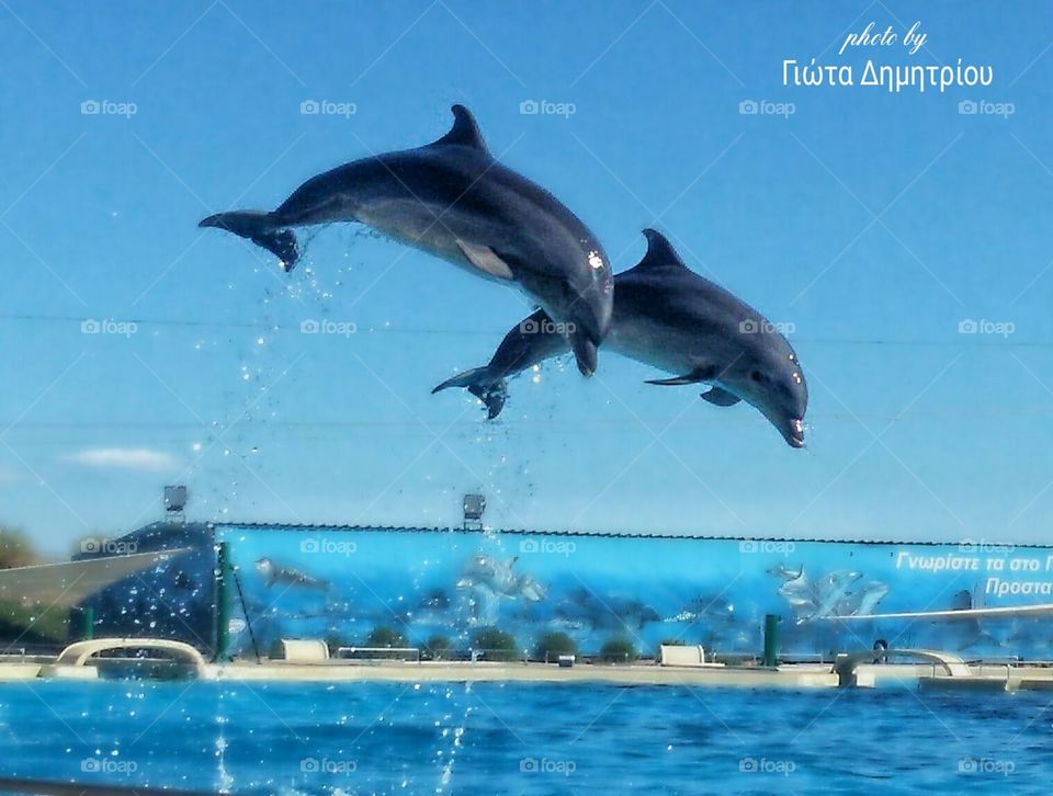 watch the dolphins leaping through the air high into the sky...!!!!