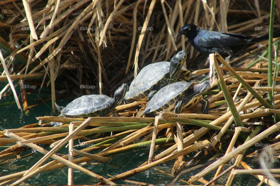 Grackle and Three Turtles