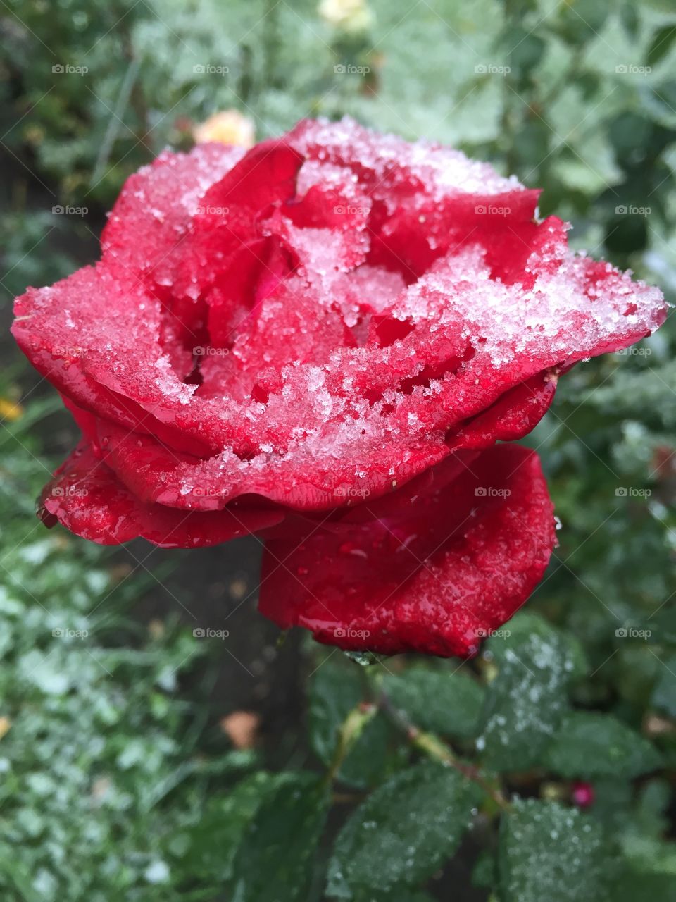 Red rose covered in snow