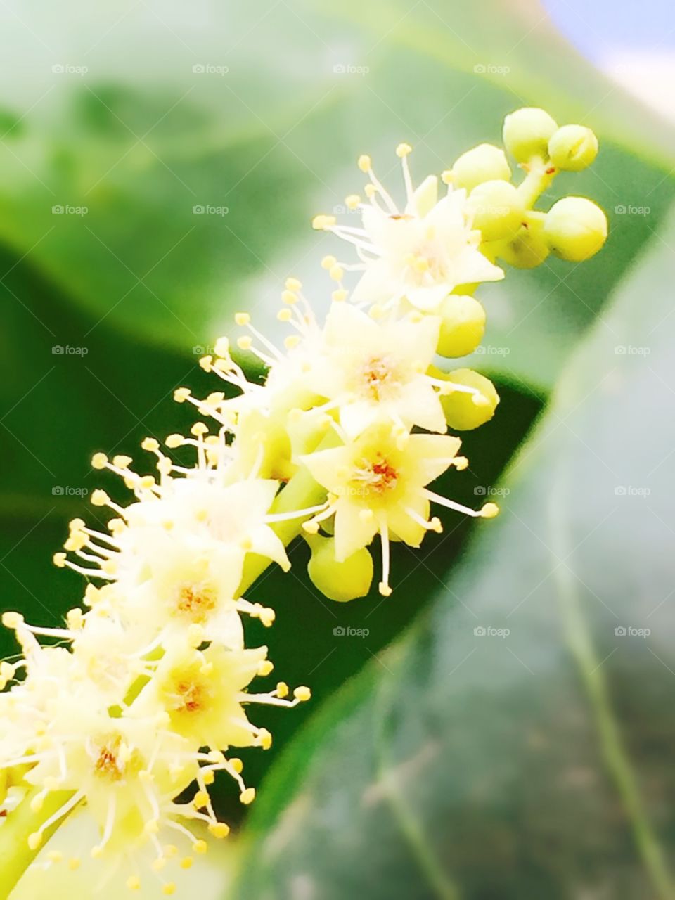 Flower. Tiny flowers