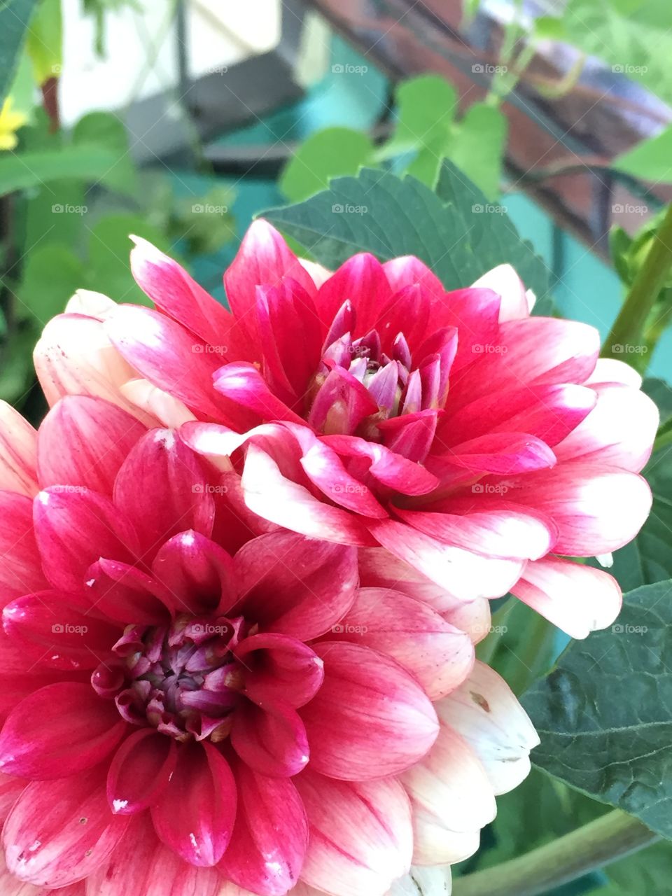 Type of Dahlia. This is the flower of the plant of Dhalia that live in my terrace