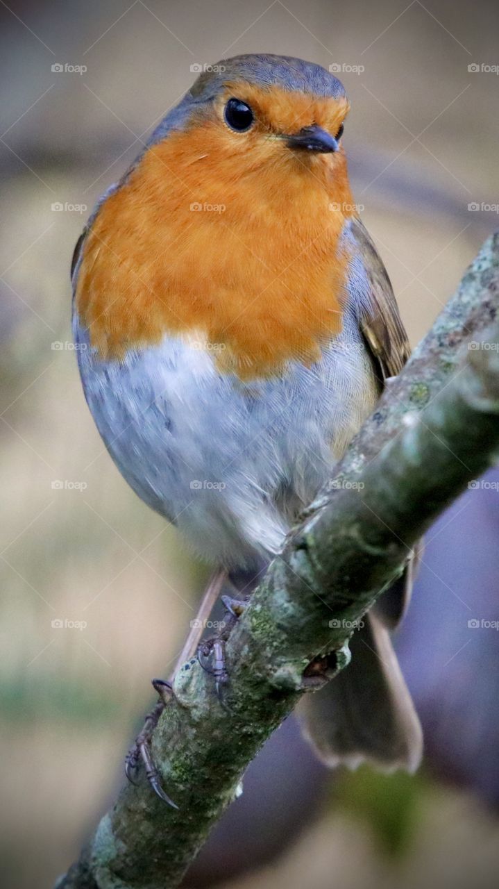 Robin