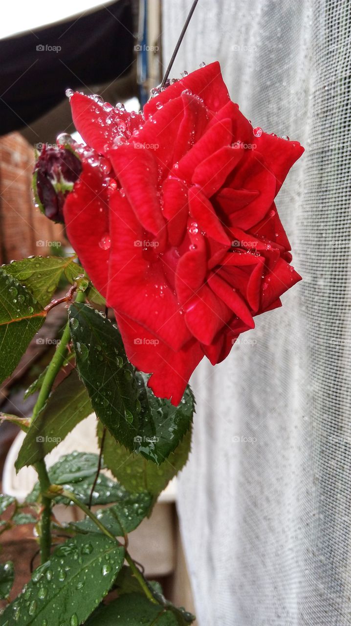 My rose