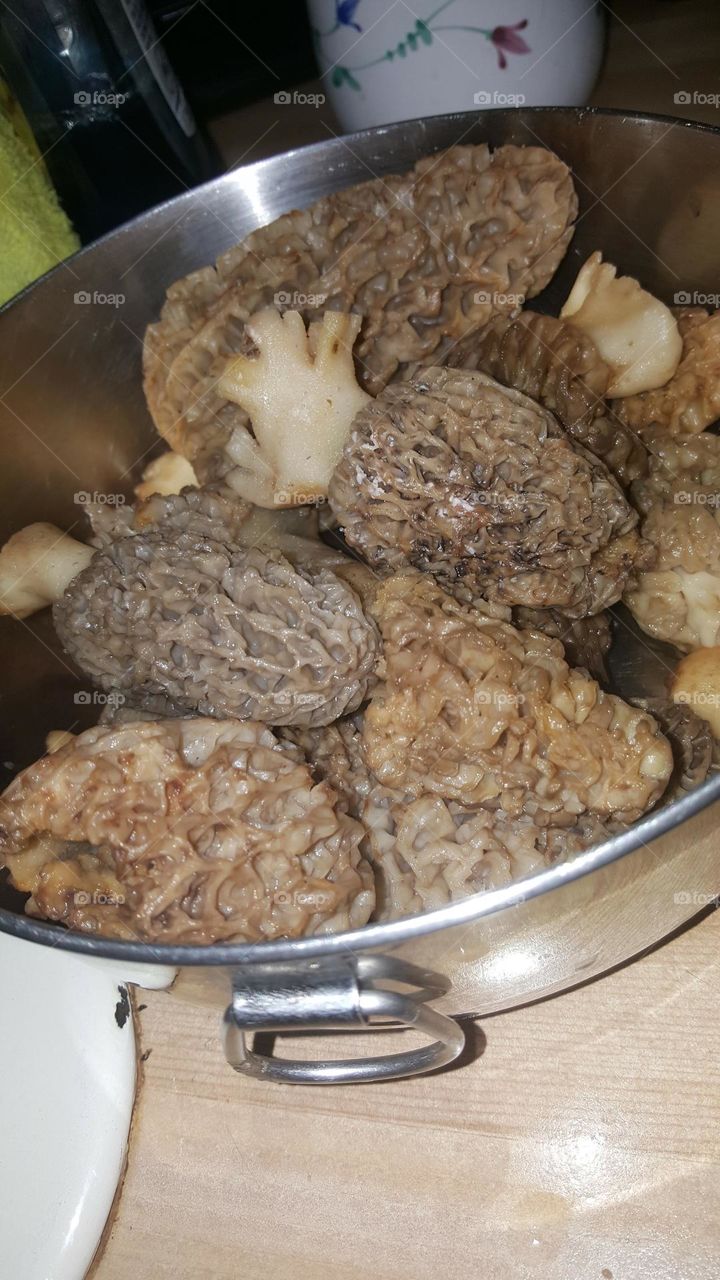 mushroom hunting in oregon