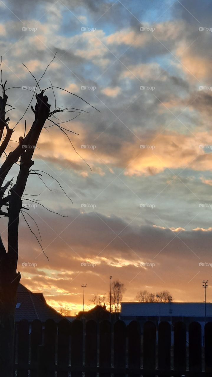 winter garden   - sunset with coloured clouds and black silhouetttes of tree and the fence