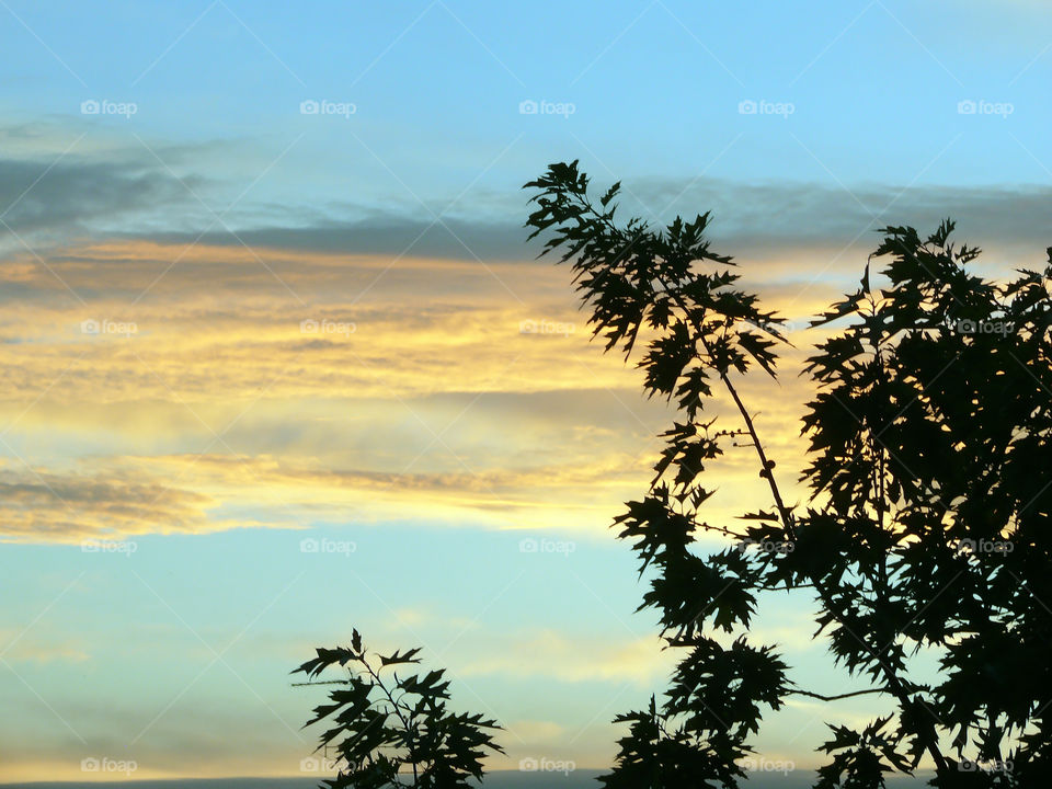 Low angle view of tree silhouette against sky during sunset in Berlin, Germany.