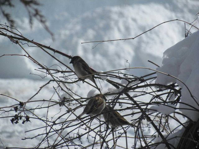 three little birds....