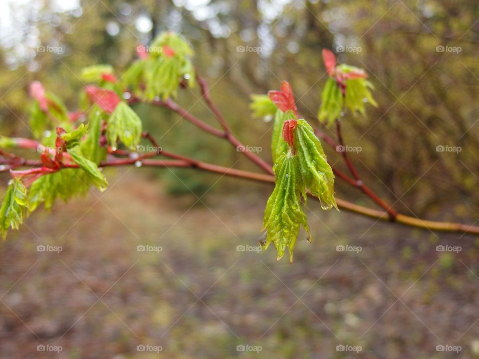 Bright green textured tree leaves with red tips covered in drops from a fresh spring rain in the mountains and forests of Western Oregon. 