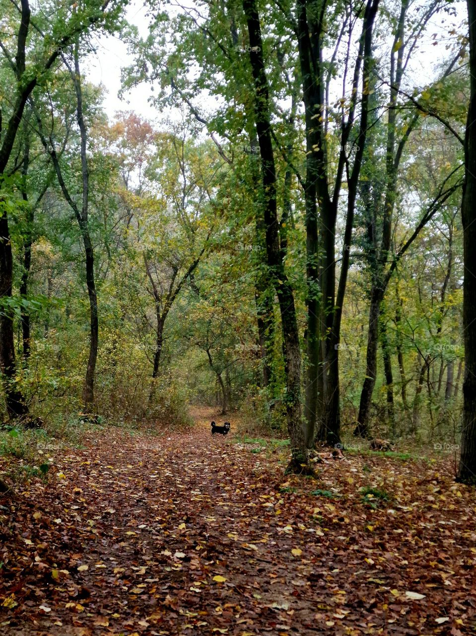 forest landscape