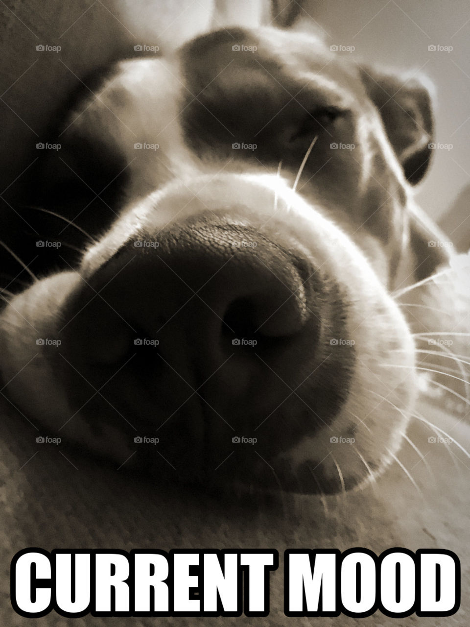 Current mood is super tired and sleepy dog