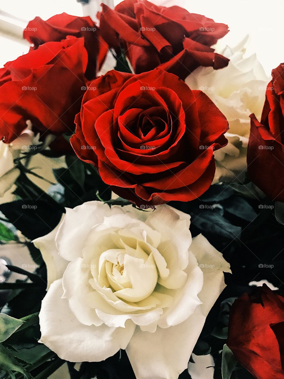 Red and White roses