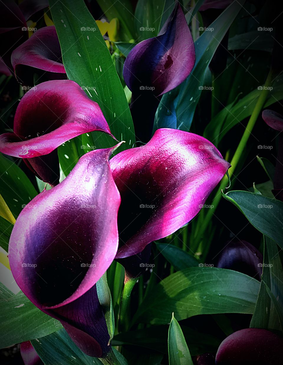 Dark purple calla lilies 