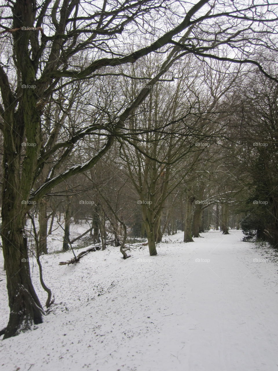 Winter, Snow, Tree, Cold, Landscape