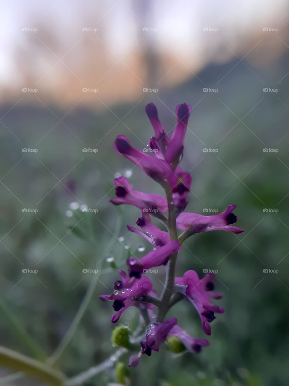 pink coloured flower, in a winter foggy morning