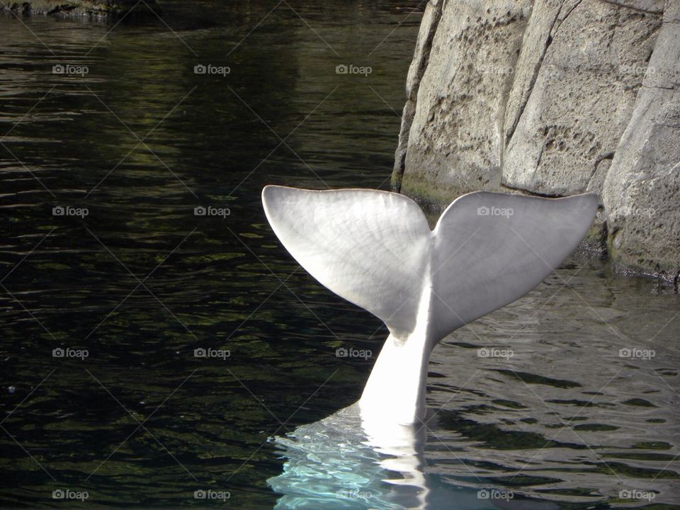 Beluga Whale Tale