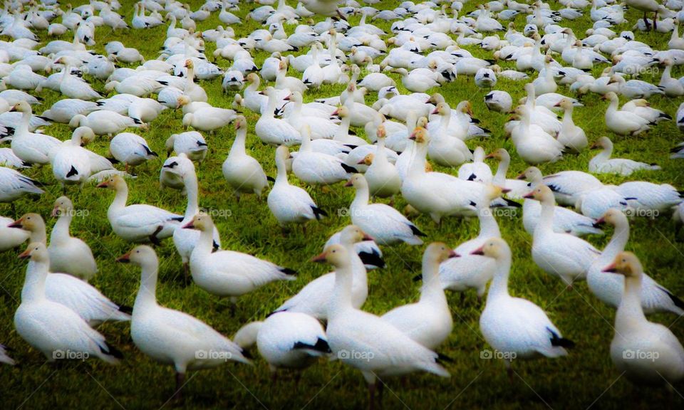 Snow geese 