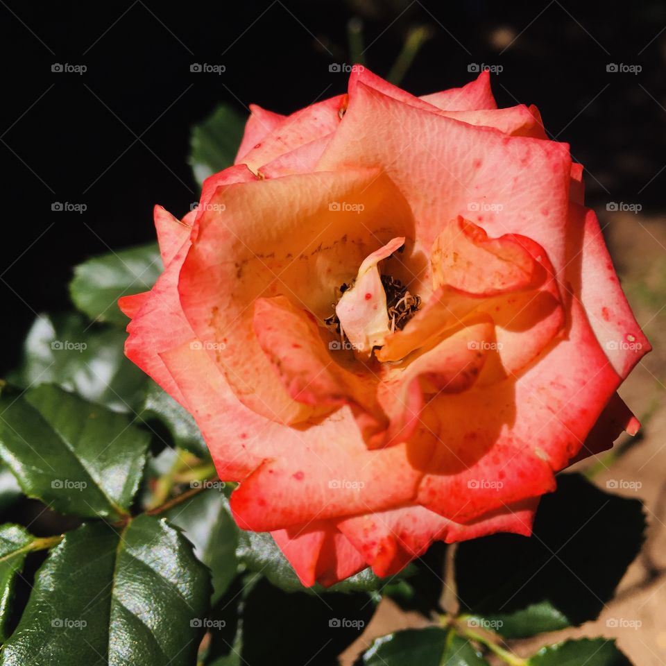 🌺Fim de #cooper!
Suado, cansado e feliz, alongando e curtindo a beleza das #flores. E essa roseira?
🏁 🙆‍♂️ 
#corrida #treino #flor #flower #flowers #pétalas #pétala #jardim #jardinagem #garden #flora #run #running #esporte #alongamento