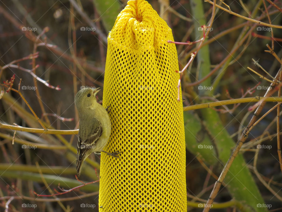 Bird, Wildlife, Nature, Nest, Tree