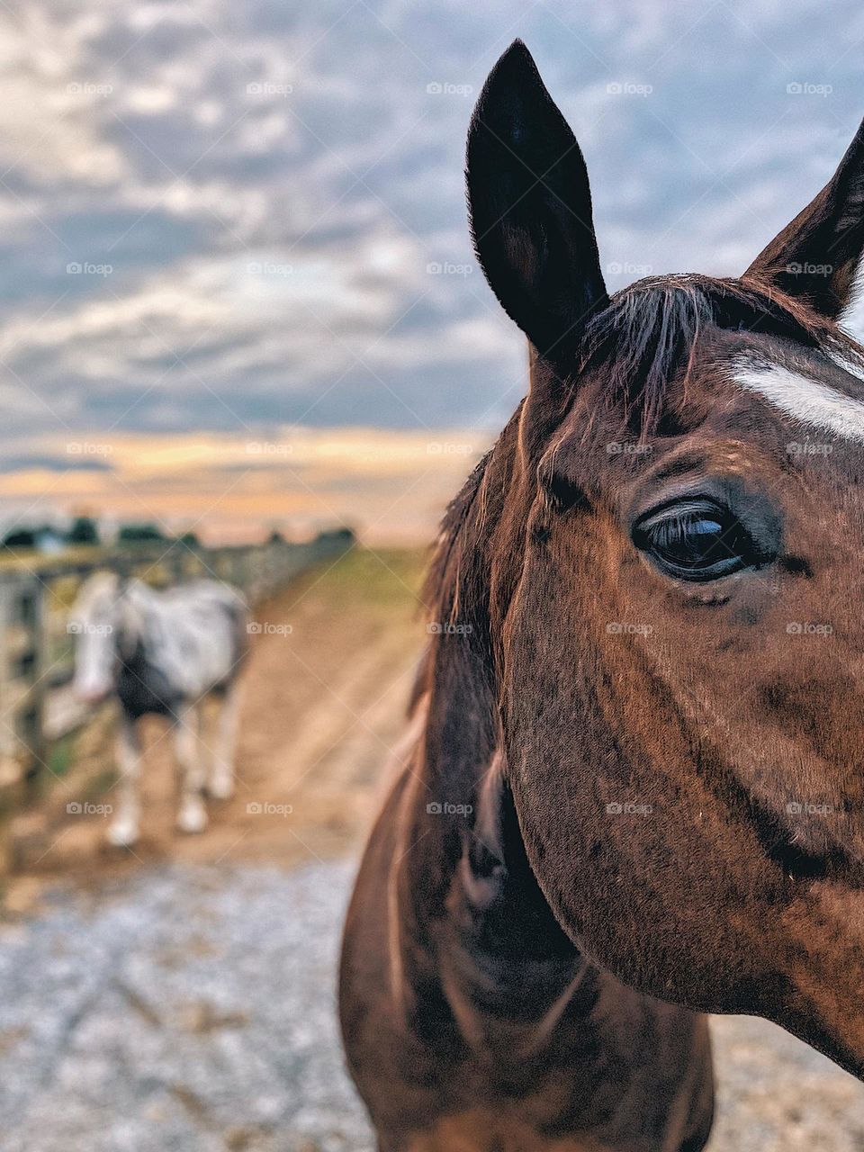 Horses on a farm in the countryside, vacation in the countryside, early morning with the horses, close up with the horses, focused on the horses, vacationing with horses 