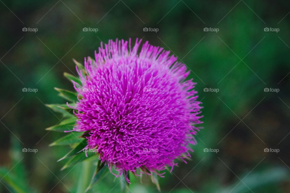 Nodding Thistle in full bloom