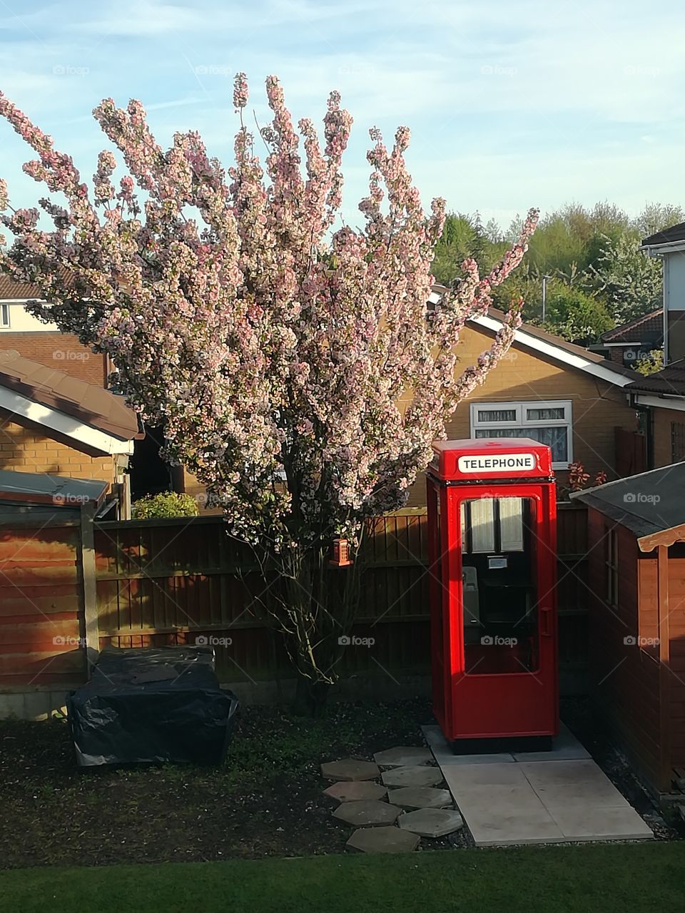 Phone box, booming cherry blossom tree and early evening sky.