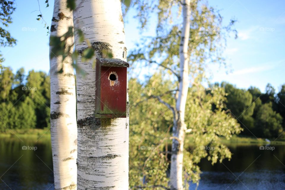 Summer day waiting for the birds having babies