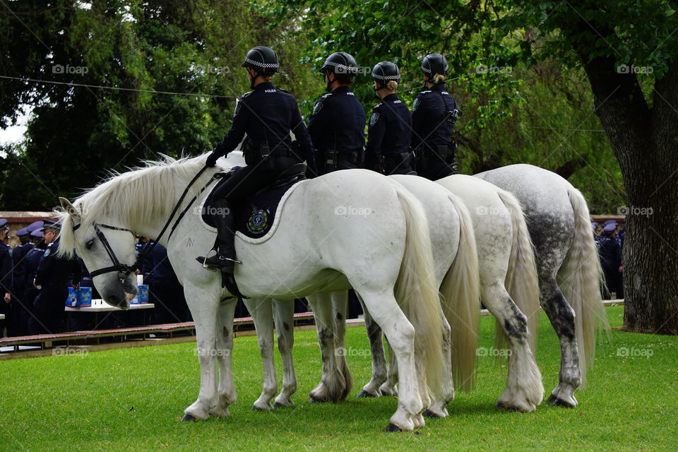 SA Police Greys