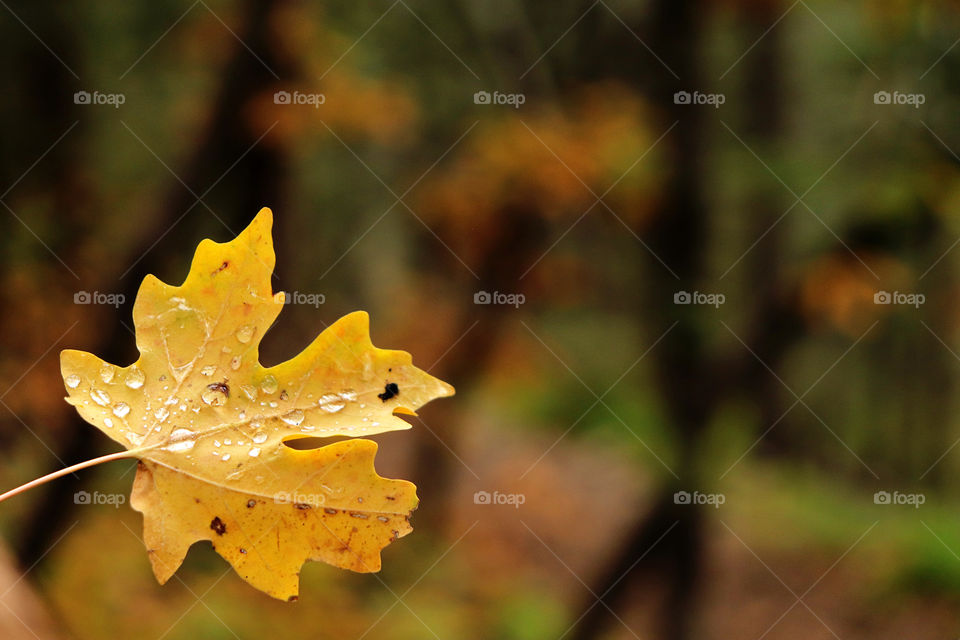 Yellow Fall Leaf