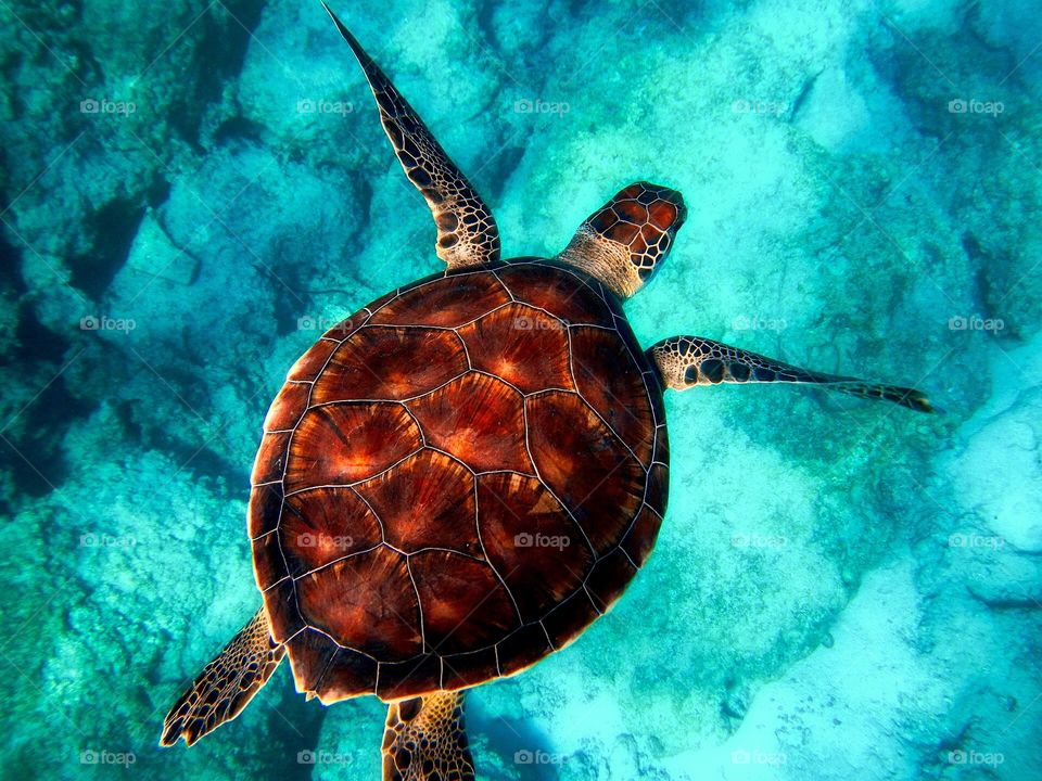 sea ​​turtle