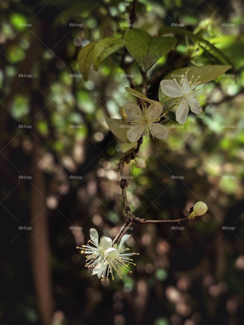 a flower on the tree