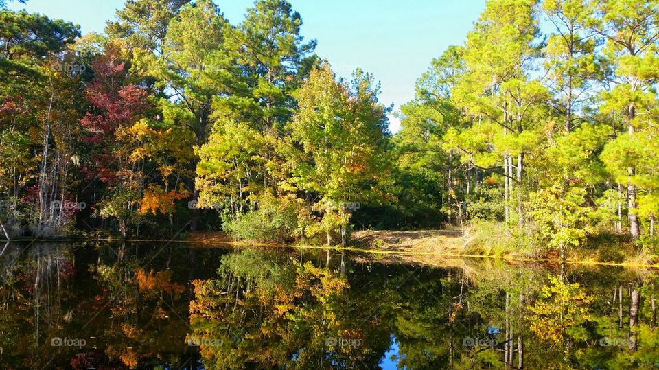 fall reflections