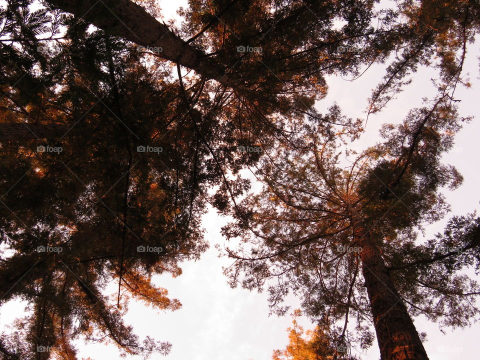 Trees from Below