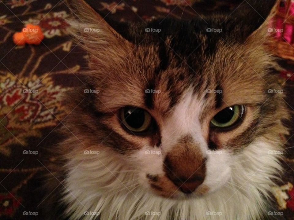 Sophie sweet and sour