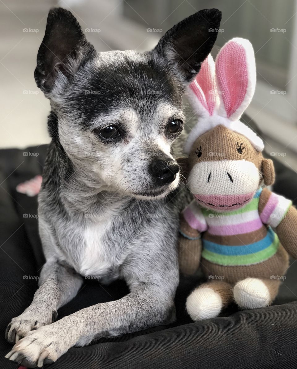 A cute capture of my chihuahua terrier mix Cupcake, hanging out with me on the patio. This would be a great picture for Easter, since she’s hanging out with her sock monkey with bunny ears. 