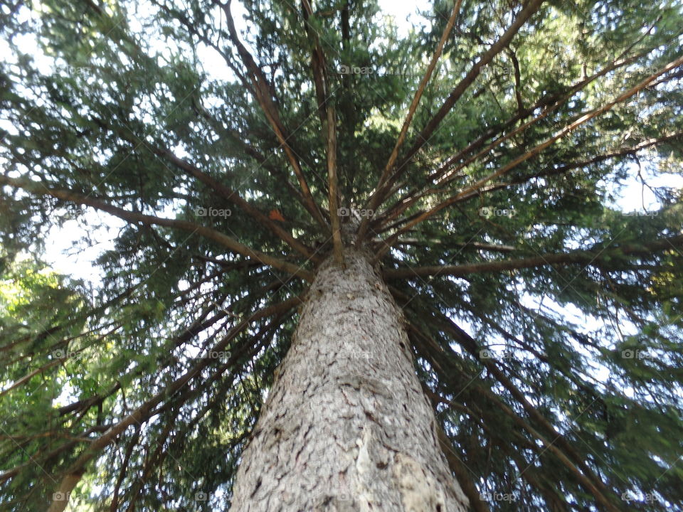 Pine tree.  Looking up a tree.  Georgia pine