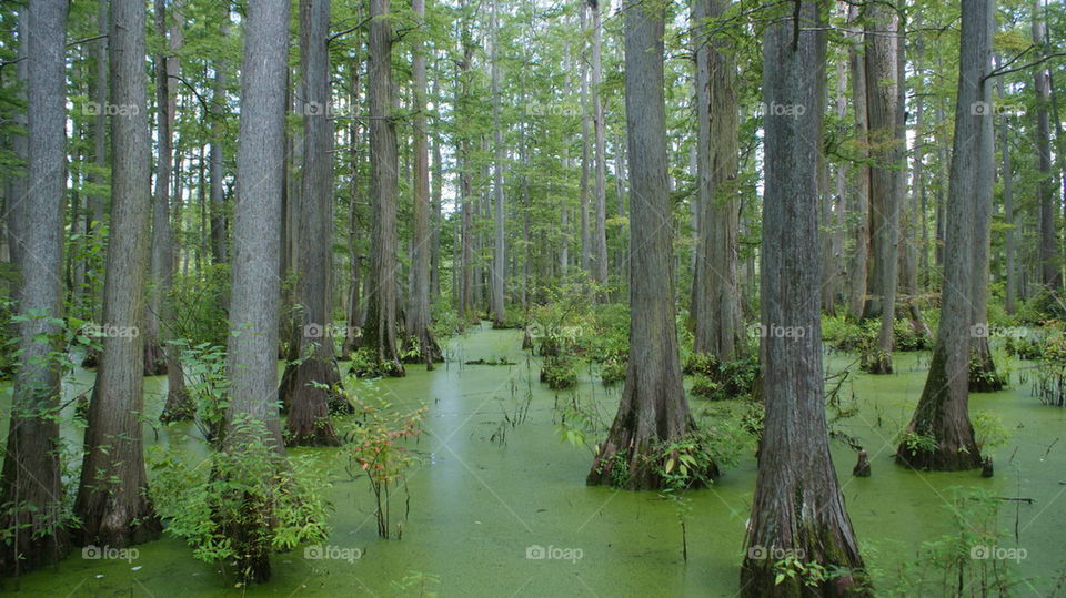 cypress swamp